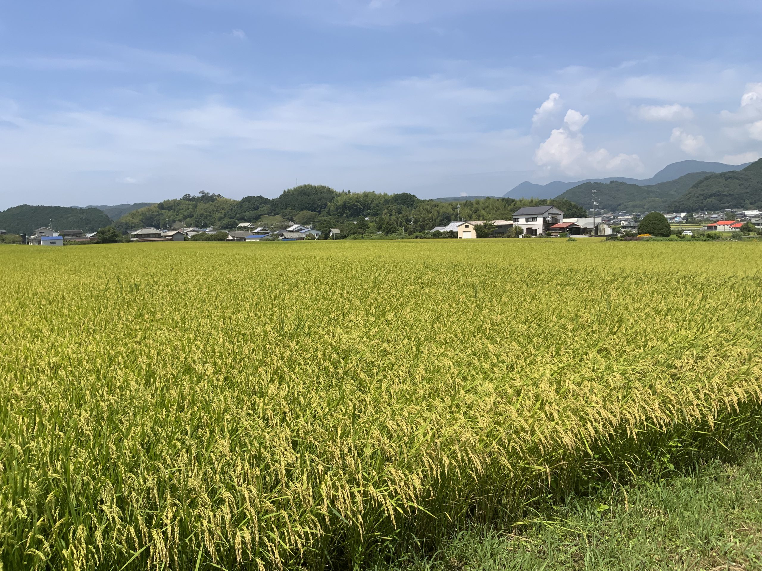 宇和島市議会6月定例会を整理する——補正予算・教育委員定数・公共交通・介護・観光を中心に——
